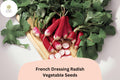 500 French Dressing Radish Seeds - Colorful Garden Radish Variety for Planting