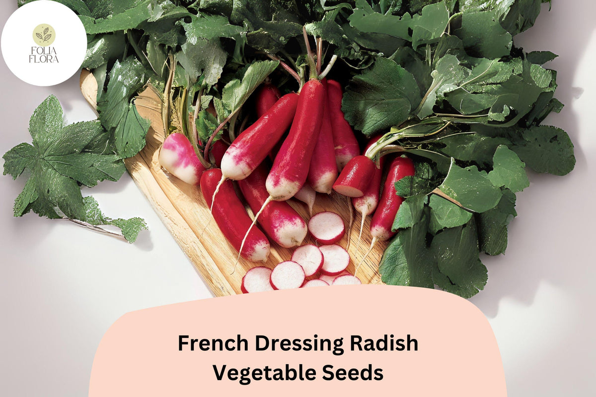 500 French Dressing Radish Seeds - Colorful Garden Radish Variety for Planting