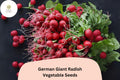 500 German Giant Radish Seeds – Large Heirloom Radish for Garden Planting