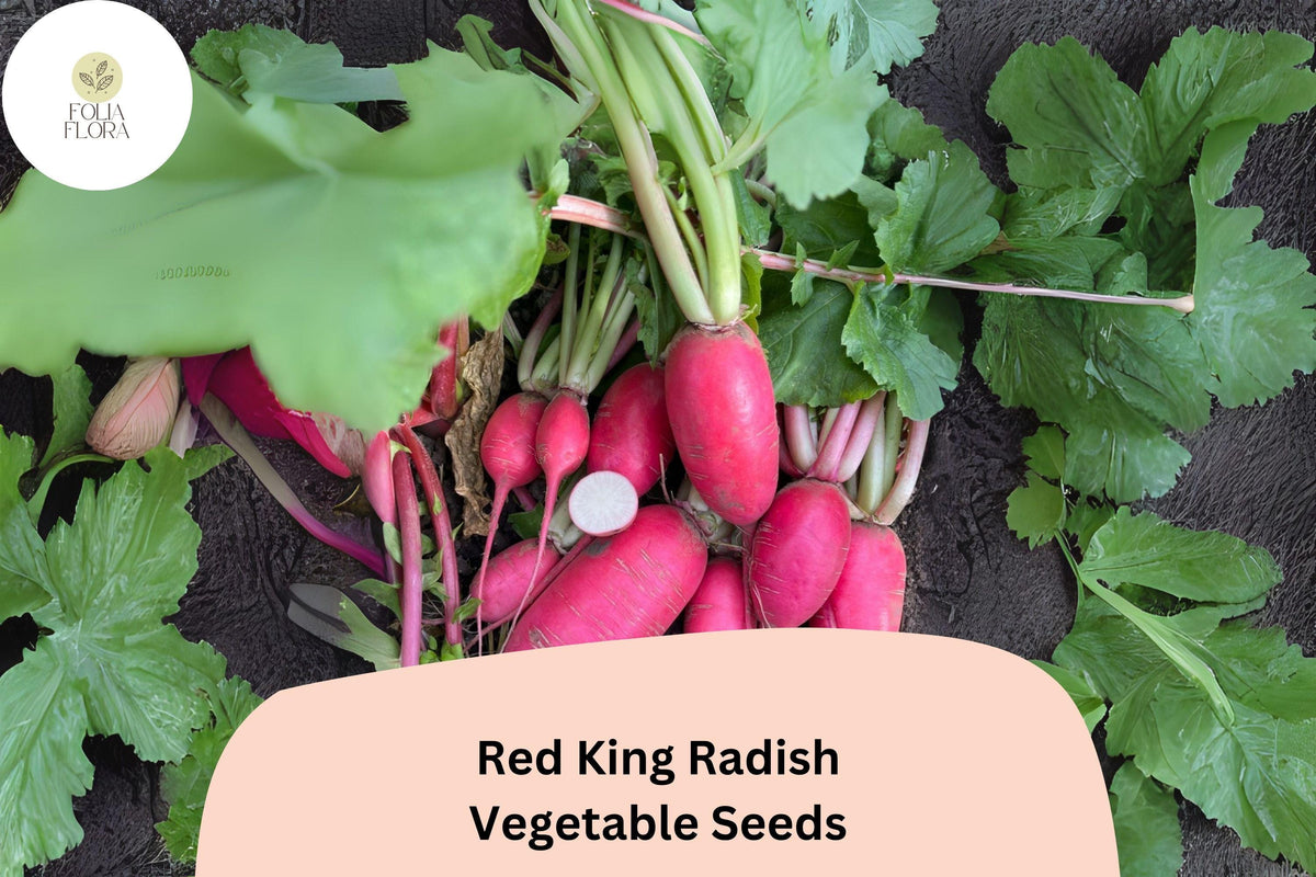 Red King Radish Seeds – 500 Large Crisp Flavorful Radish Seeds for Planting