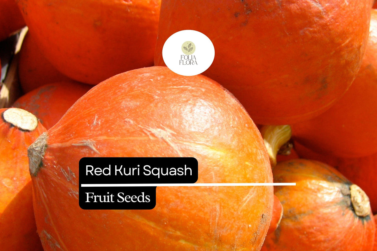 Red Kuri Squash Seeds - 25 Heirloom Winter Squash Seeds for Planting