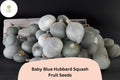 Baby Blue Hubbard Squash Seeds – 25 Seeds for Winter Baking & Garden Planting