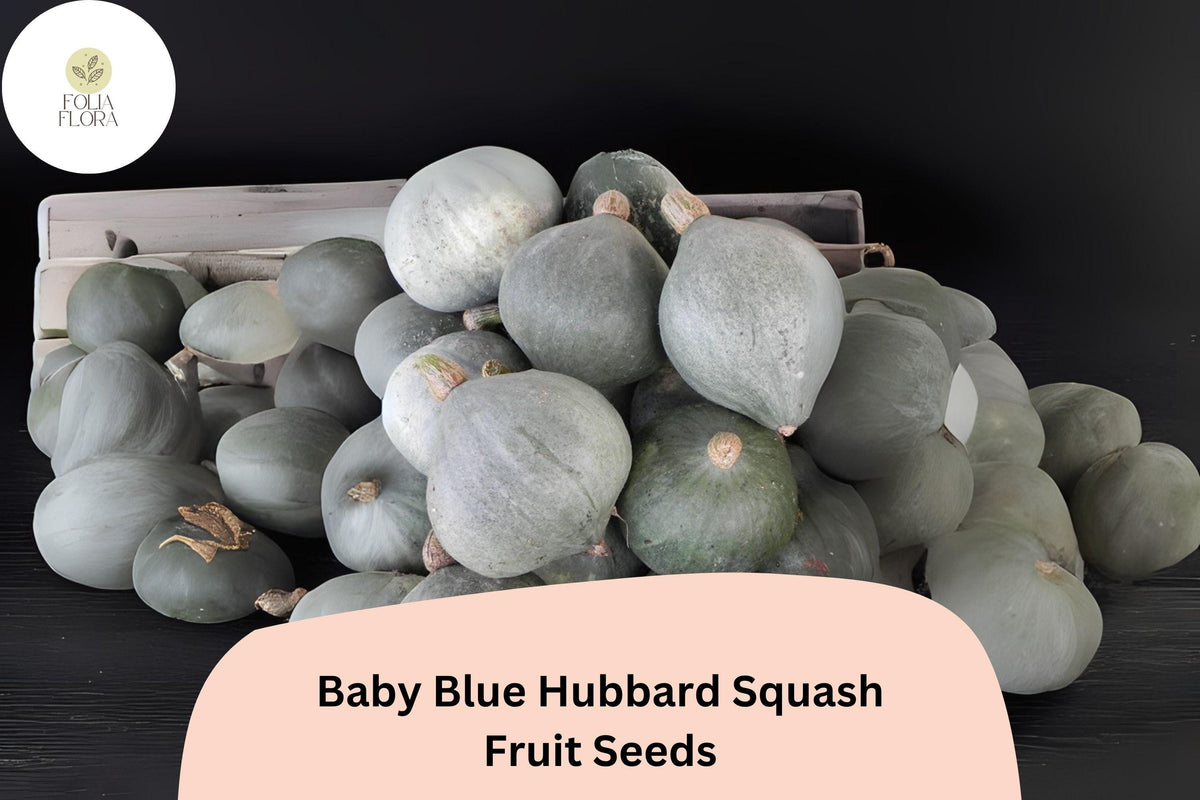 Baby Blue Hubbard Squash Seeds – 25 Seeds for Winter Baking & Garden Planting