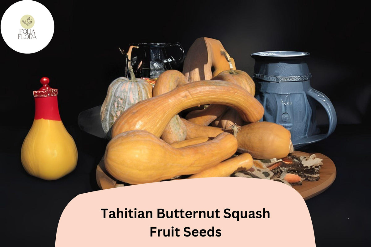 Tahitian Butternut Squash Seeds – 25 Heirloom Winter Squash Seeds for Planting