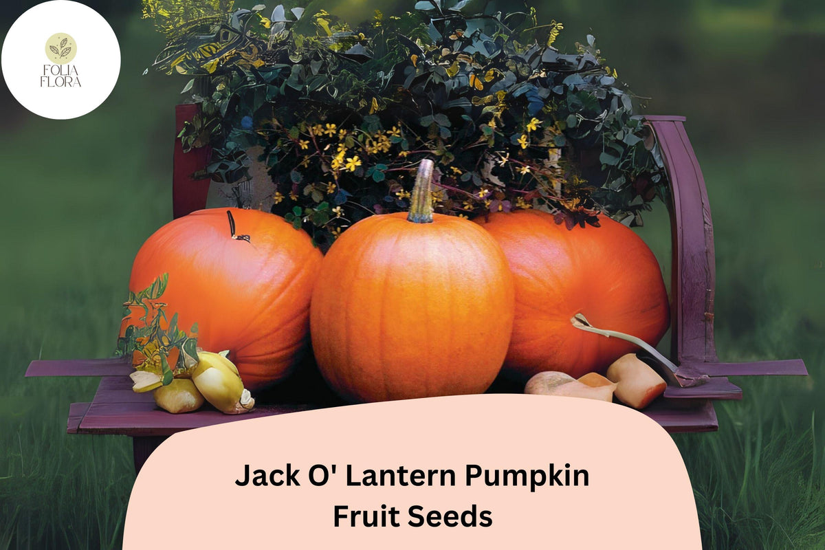 25 Jack O' Lantern Pumpkin Seeds – Classic Halloween Carving Pumpkin