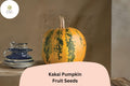 25 Kakai Pumpkin Seeds | Heirloom Hulless Variety for Roasting