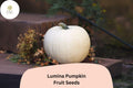 25 Lumina Pumpkin Seeds - White Heirloom Variety for Fall Decor
