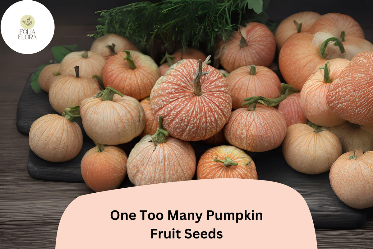 25 One Too Many Pumpkin Seeds - Red Striped Heirloom, Edible & Decorative