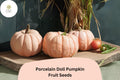 25 Porcelain Doll Pumpkin Seeds - Pink Heirloom Sweet Pumpkin