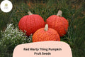 25 Red Warty Thing Pumpkin Seeds - Heirloom Bumpy Pumpkin