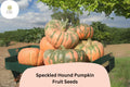 25 Speckled Hound Pumpkin Seeds - Rare Heirloom Squash Variety