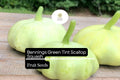 25 Benning's Green Tint Scallop Squash Seeds - Heirloom Summer Squash