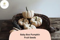 25 Baby Boo Pumpkin Seeds - Mini White Pumpkins, Compact Vines