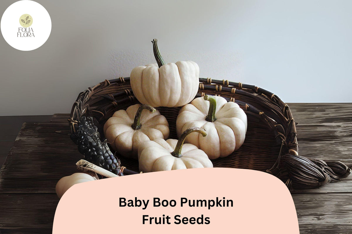 25 Baby Boo Pumpkin Seeds - Mini White Pumpkins, Compact Vines