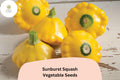 25 Sunburst Squash Seeds - Yellow Patty Pan Heirloom Vegetable
