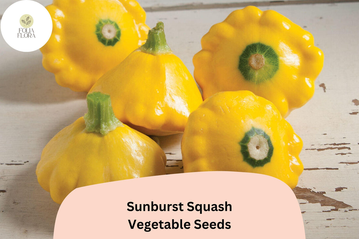 25 Sunburst Squash Seeds - Yellow Patty Pan Heirloom Vegetable