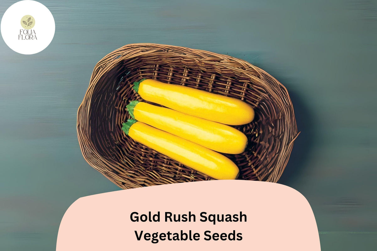 Gold Rush Zucchini Seeds – 25 High-Yield Summer Squash Seeds for Planting