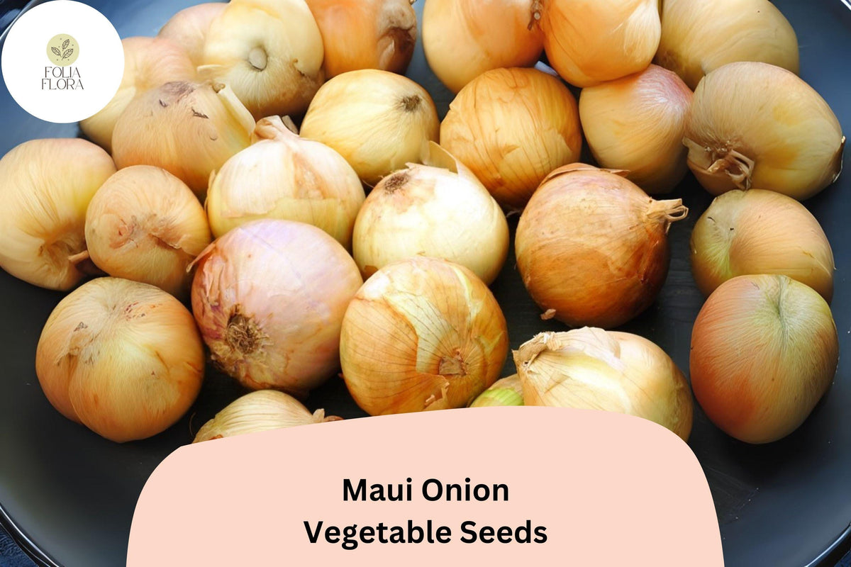 500 Maui Onion Seeds - Sweet Mild Flavor for Grilling & Salads