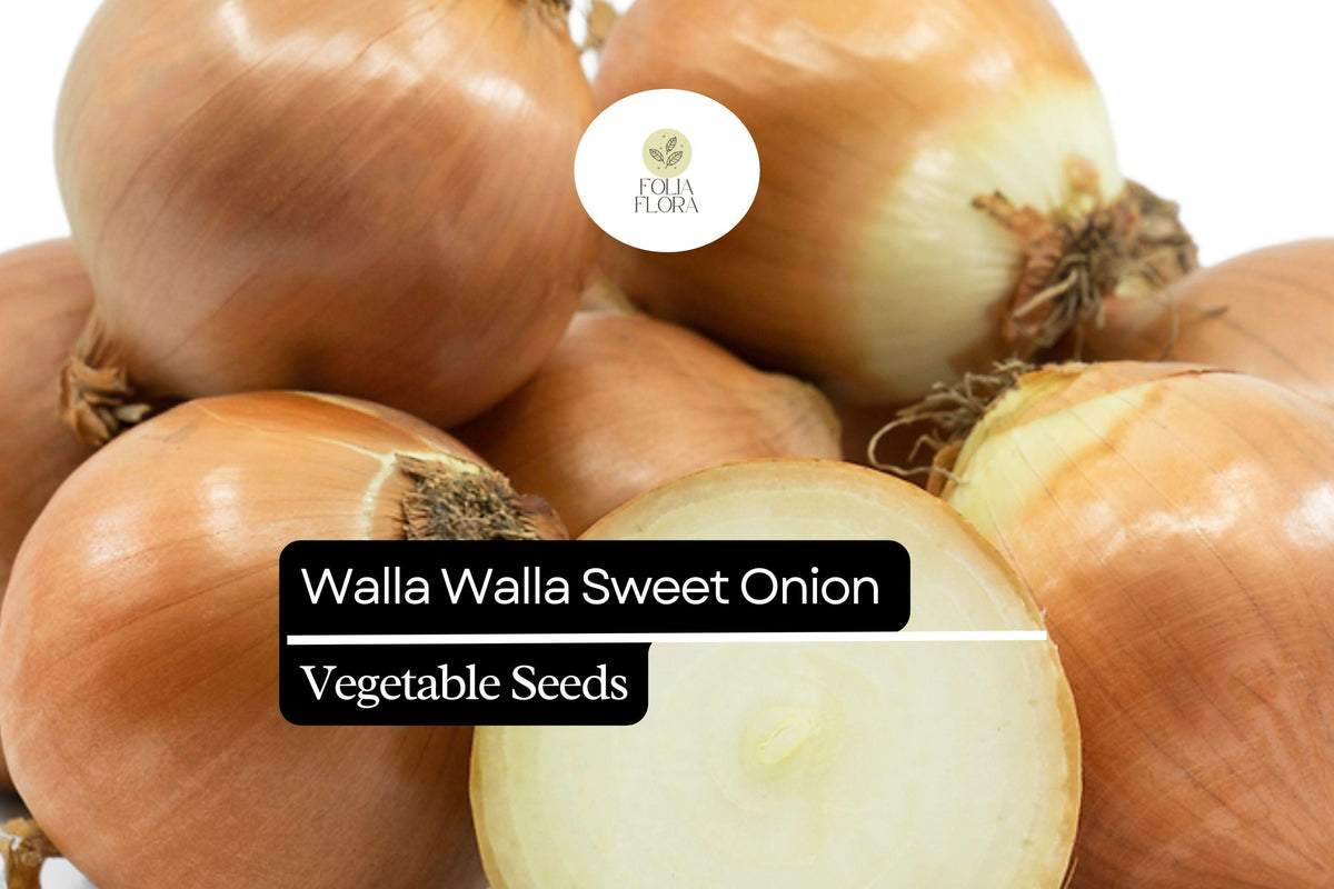 500 Walla Walla Sweet Onion Seeds - Heirloom Vegetable for Large Sweet Bulbs