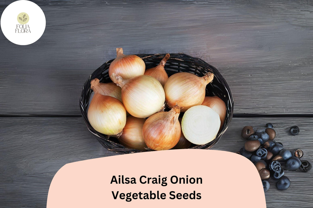 500 Ailsa Craig Onion Seeds | Heirloom Giant Sweet Onion