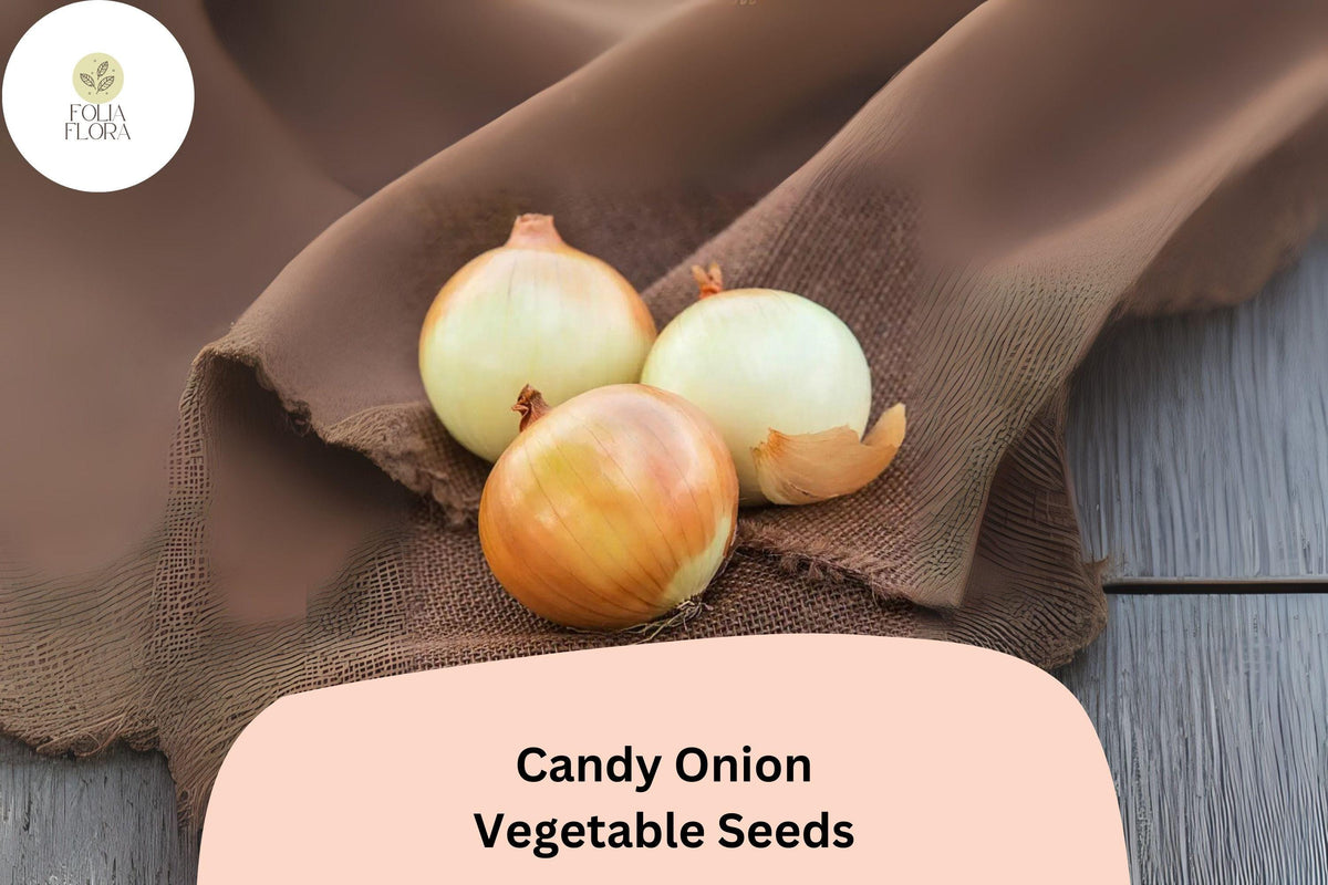 500 Candy Onion Seeds - Sweet Hybrid Allium cepa