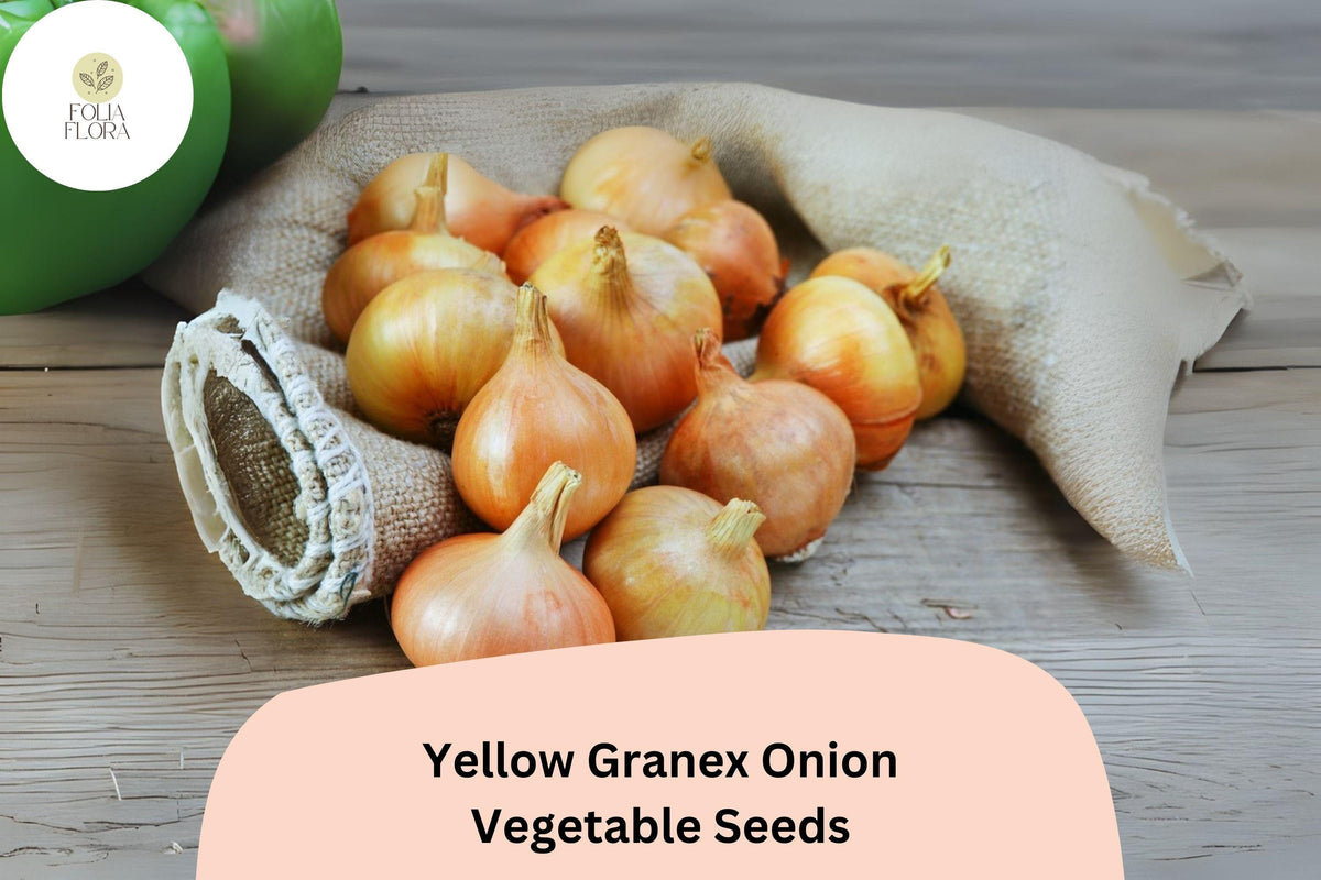 Yellow Granex Onion Seeds – Sweet Garden Variety (500 Seeds)