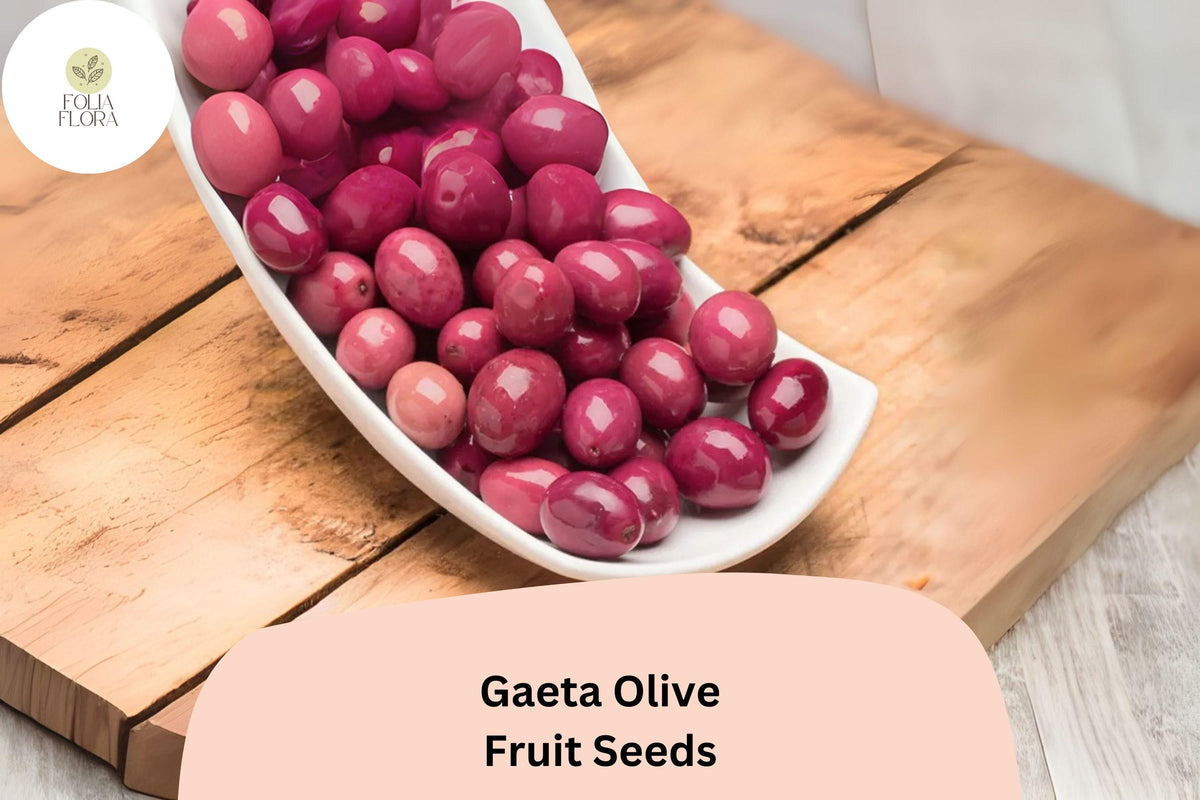 10 Gaeta Olive Tree Seeds - Italian Black Olive for Mediterranean Planting