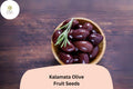 Kalamata Olive Seeds - 10 Olea europaea Greek Variety Seeds for Planting