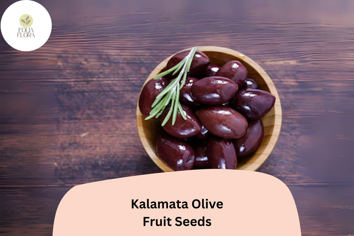 Kalamata Olive Seeds - 10 Olea europaea Greek Variety Seeds for Planting