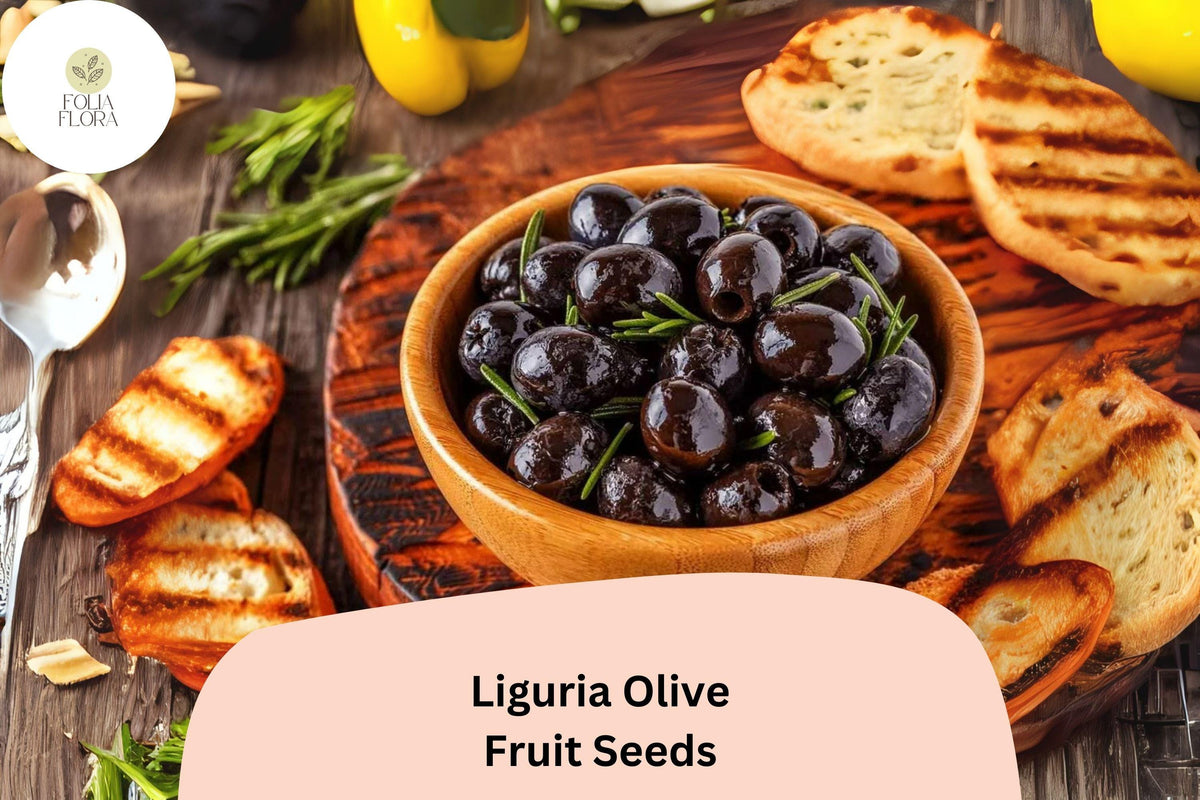 Liguria Olive Tree Seeds - 10 Italian Olea europaea Seeds for Bonsai