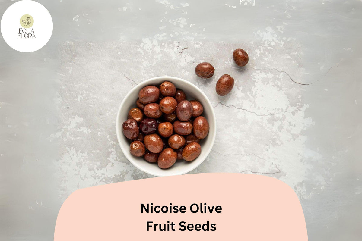 10 Niçoise Olive Seeds – French Olive Tree for Mediterranean Gardens