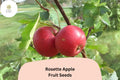 25 Rosette Apple Seeds | Red-Fleshed Heirloom Malus Domestica