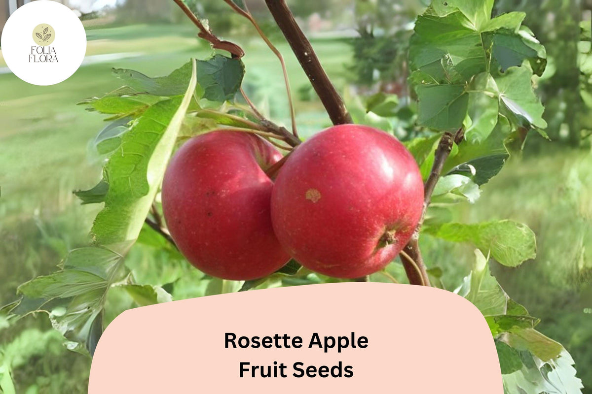 25 Rosette Apple Seeds | Red-Fleshed Heirloom Malus Domestica