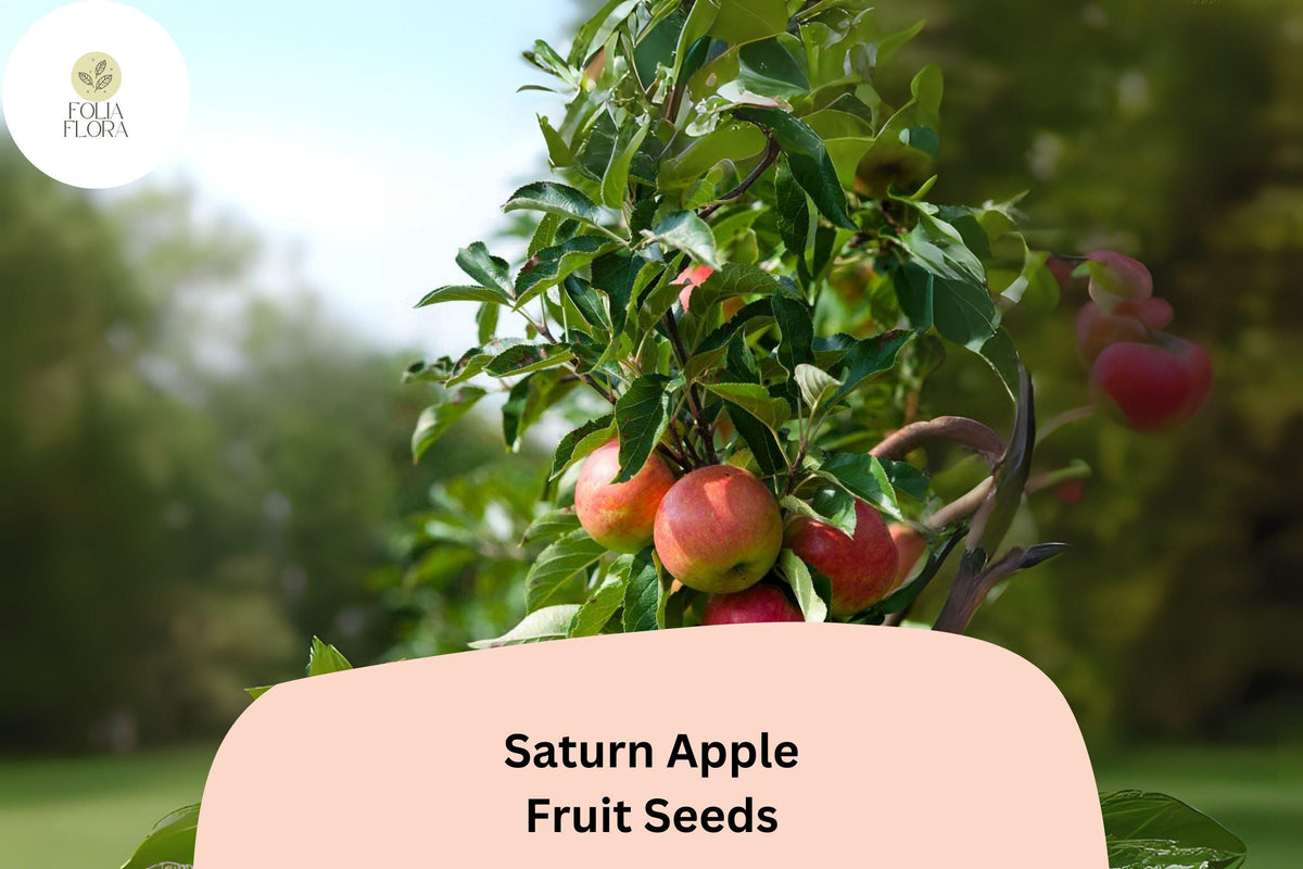 25 Saturn Apple Seeds – Low-Allergen Donut Apple Variety for Planting