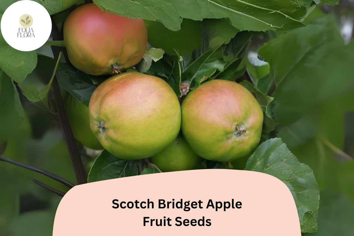 25 Scotch Bridget Apple Seeds | Rare Heirloom Variety