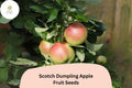 25 Scotch Dumpling Apple Seeds – Rare Heirloom Variety for Planting