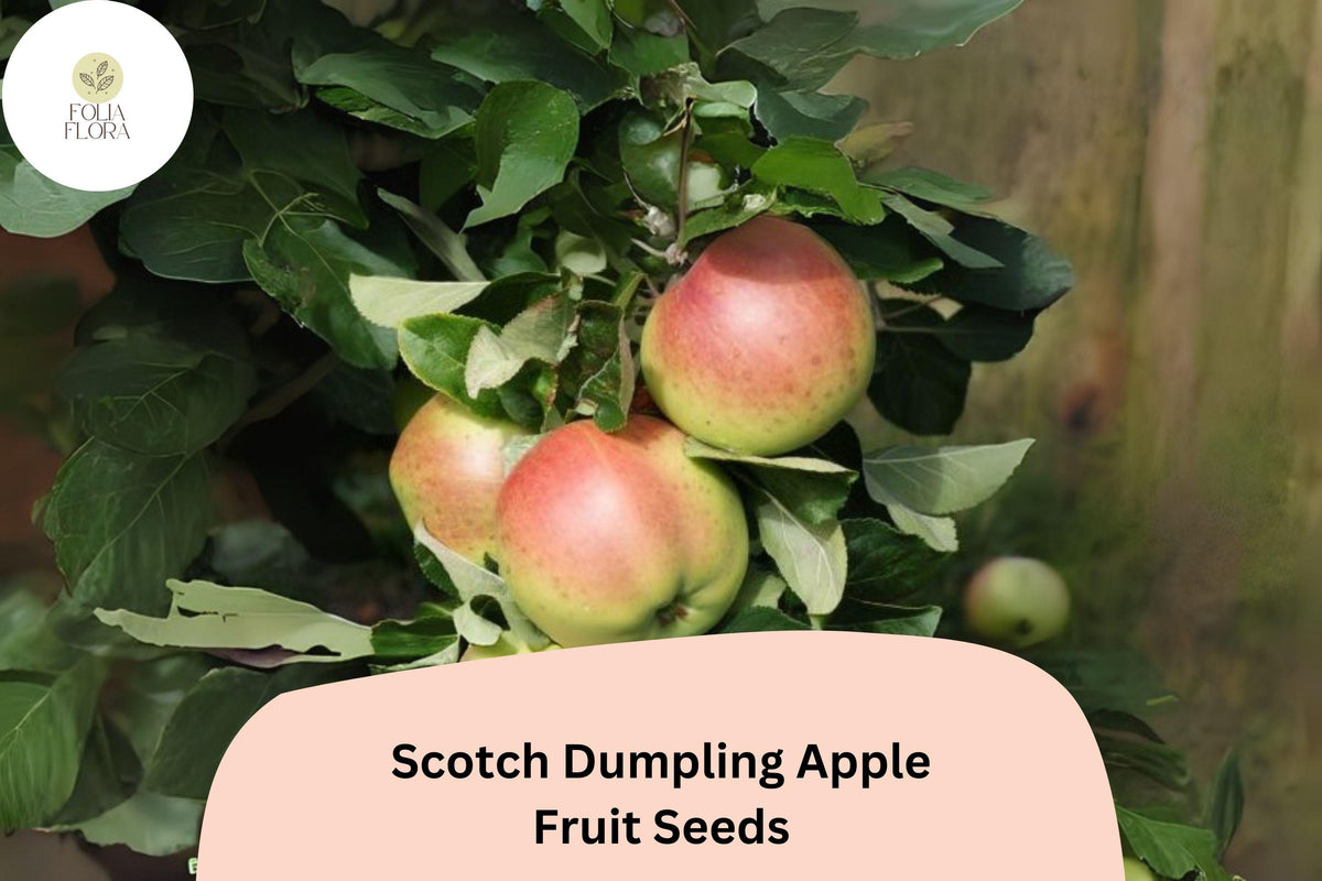 25 Scotch Dumpling Apple Seeds – Rare Heirloom Variety for Planting