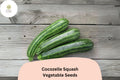 25 Cocozelle Squash Seeds - Italian Heirloom Zucchini