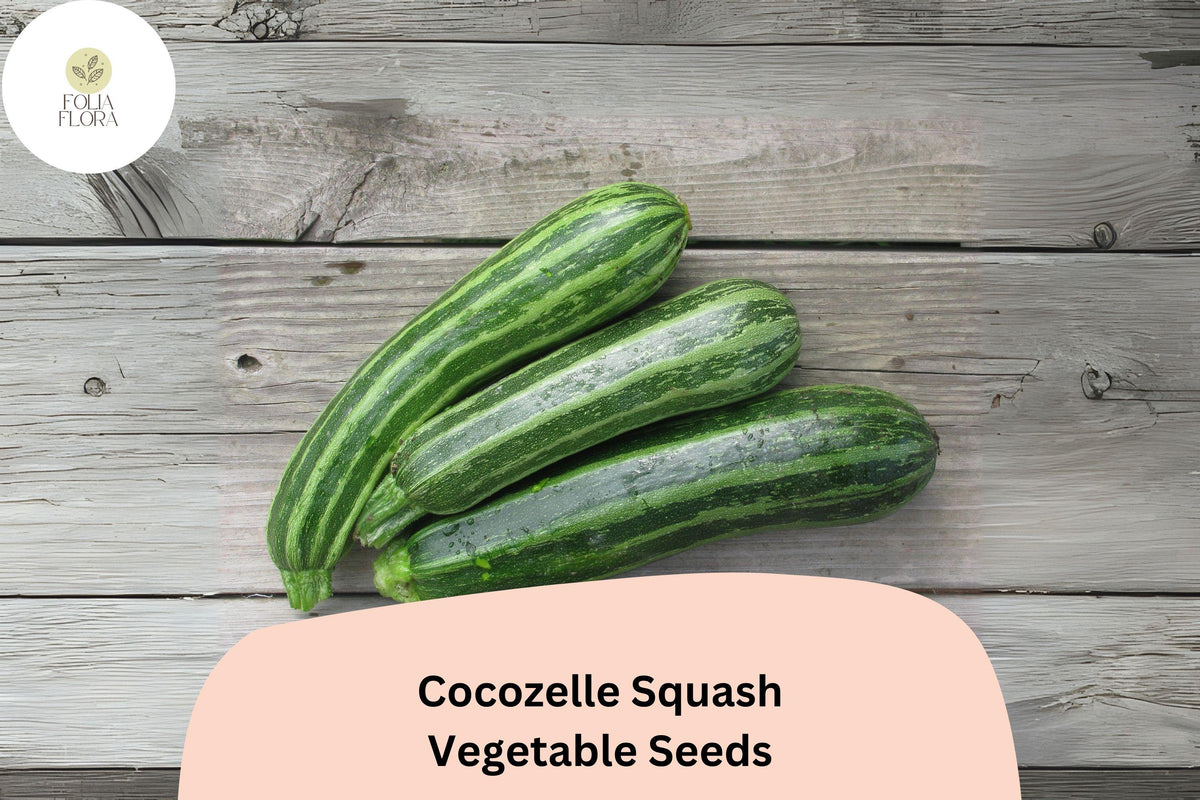 25 Cocozelle Squash Seeds - Italian Heirloom Zucchini