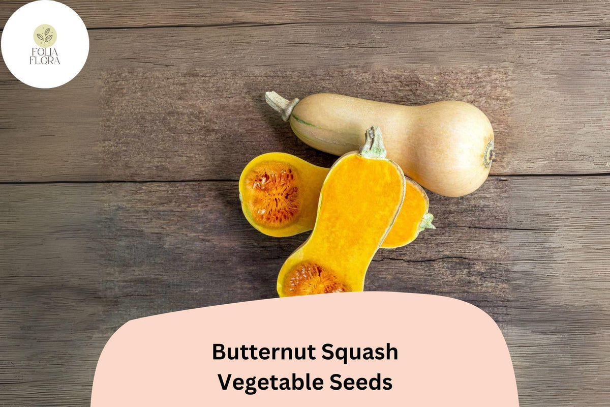25 Heirloom Butternut Squash Seeds for Planting | Sweet Nutty Winter Squash
