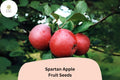 25 Spartan Apple Seeds - Heirloom Malus Domestica for Garden & Orchard