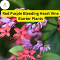 1 Bleeding Heart Vine Starter Plant - Clerodendrum thomsoniae Red Purple Tropical Climber