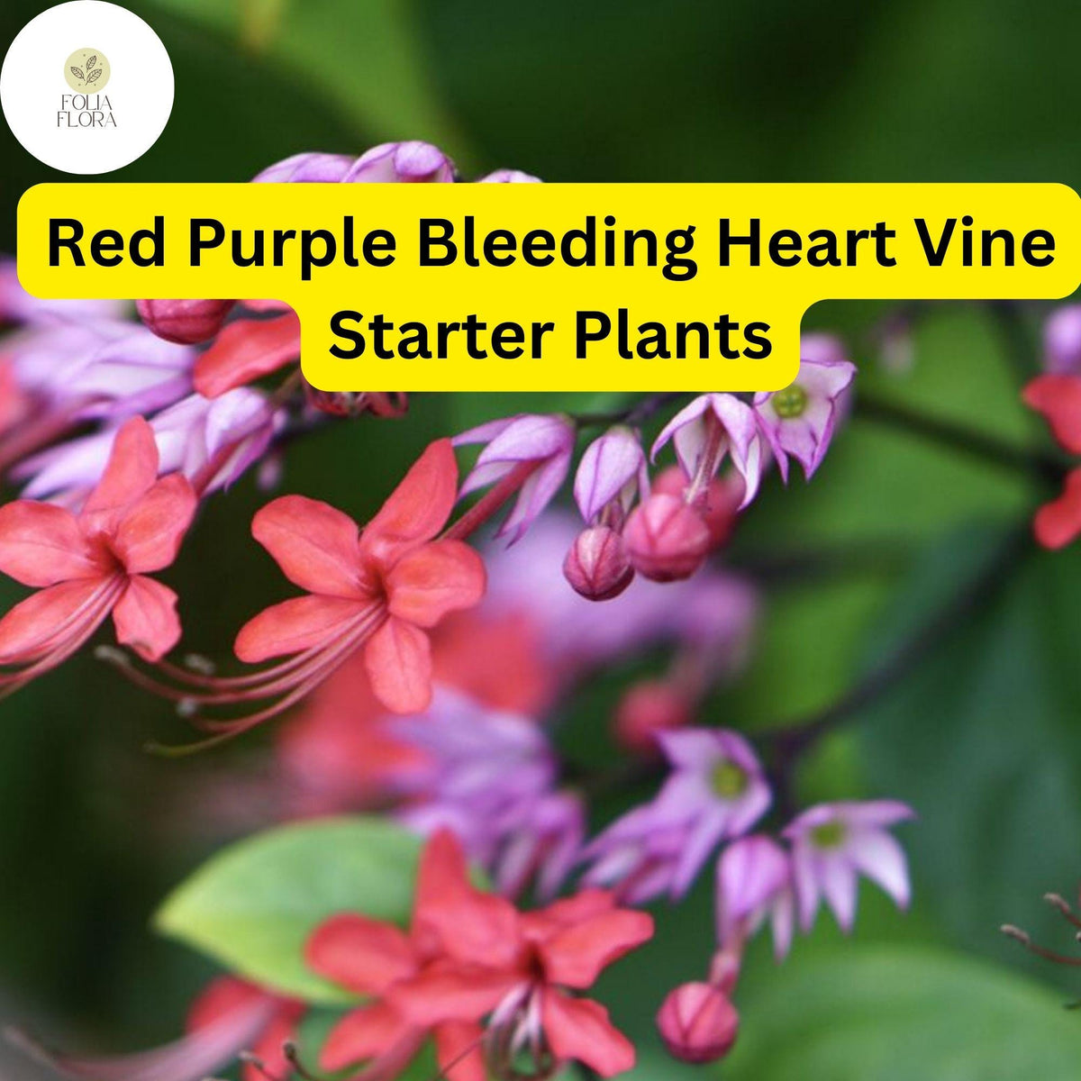 1 Bleeding Heart Vine Starter Plant - Clerodendrum thomsoniae Red Purple Tropical Climber