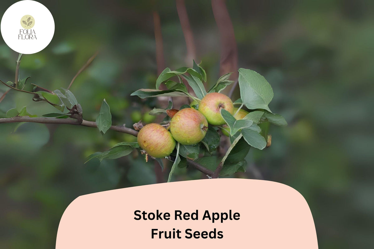 25 Stoke Red Apple Seeds - Heirloom English Cider Apple Variety