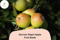 Sturmer Pippin Apple Seeds – 25 Heirloom Malus domestica Seeds for Planting