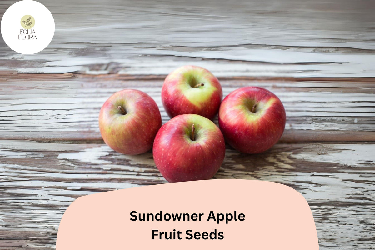25 Sundowner Apple Seeds for Planting | Late-Season Sweet-Tart Apple Variety