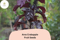 25 Aros Crabapple Seeds - Deep Purple Foliage & Pink Blooms