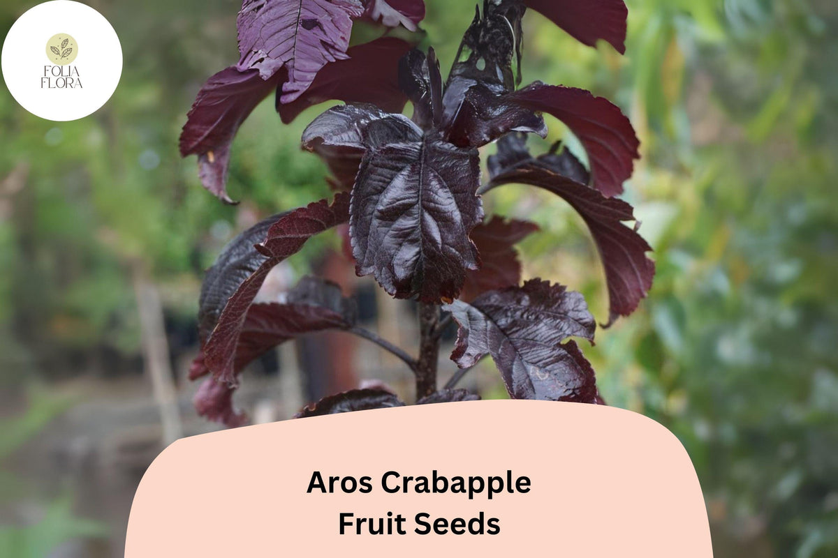 25 Aros Crabapple Seeds - Deep Purple Foliage & Pink Blooms