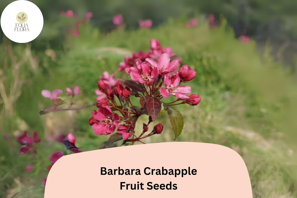 25 Barbara Crabapple Seeds - Malus 'Barbara' Ornamental Flowering Tree with Pink-Red Blossoms
