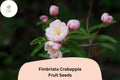 25 Fimbriata Crabapple Seeds - Malus Ornamental Tree with Pink Blossoms